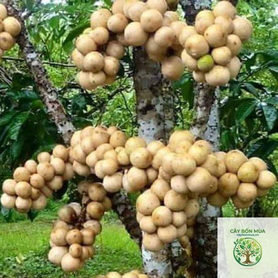 cây bòn bon vàng - Image 4