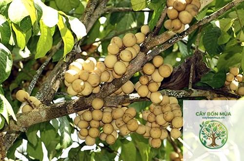cây bòn bon vàng