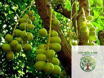 cây bòn bon xanh