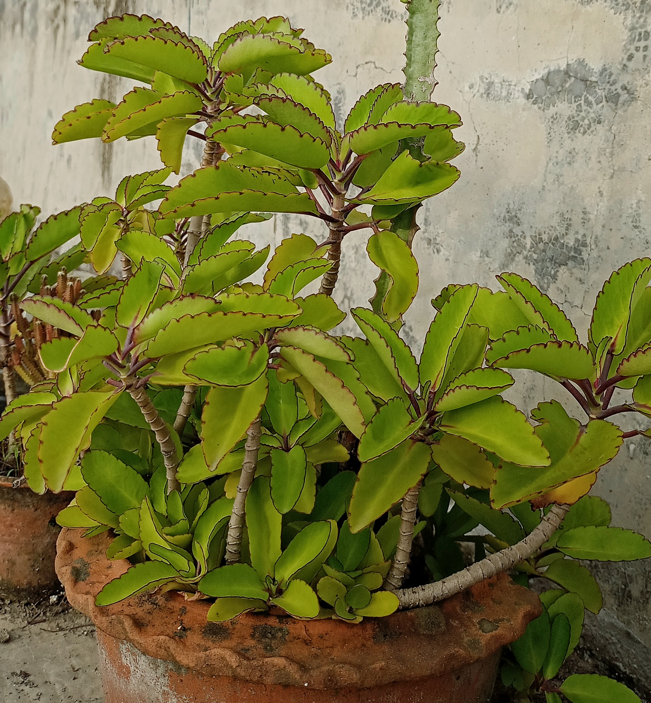cây bỏng - Image 2