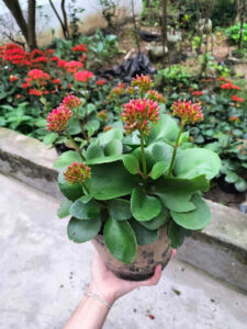 cây bỏng