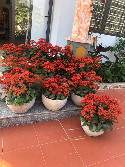 cây bỏng - Image 4