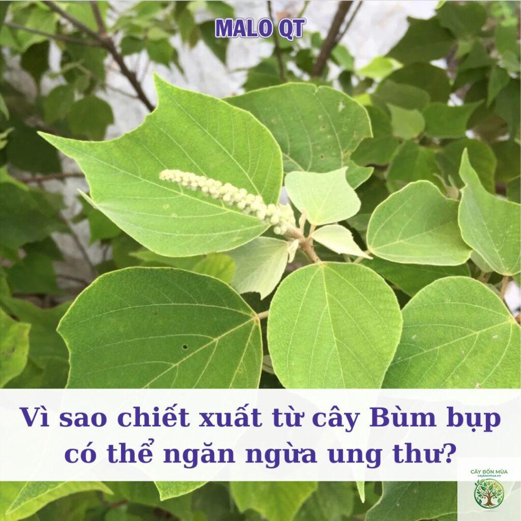 cây bùm bụp