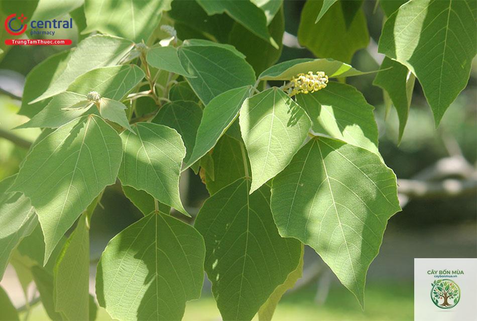 cây bùm bụp - Image 3