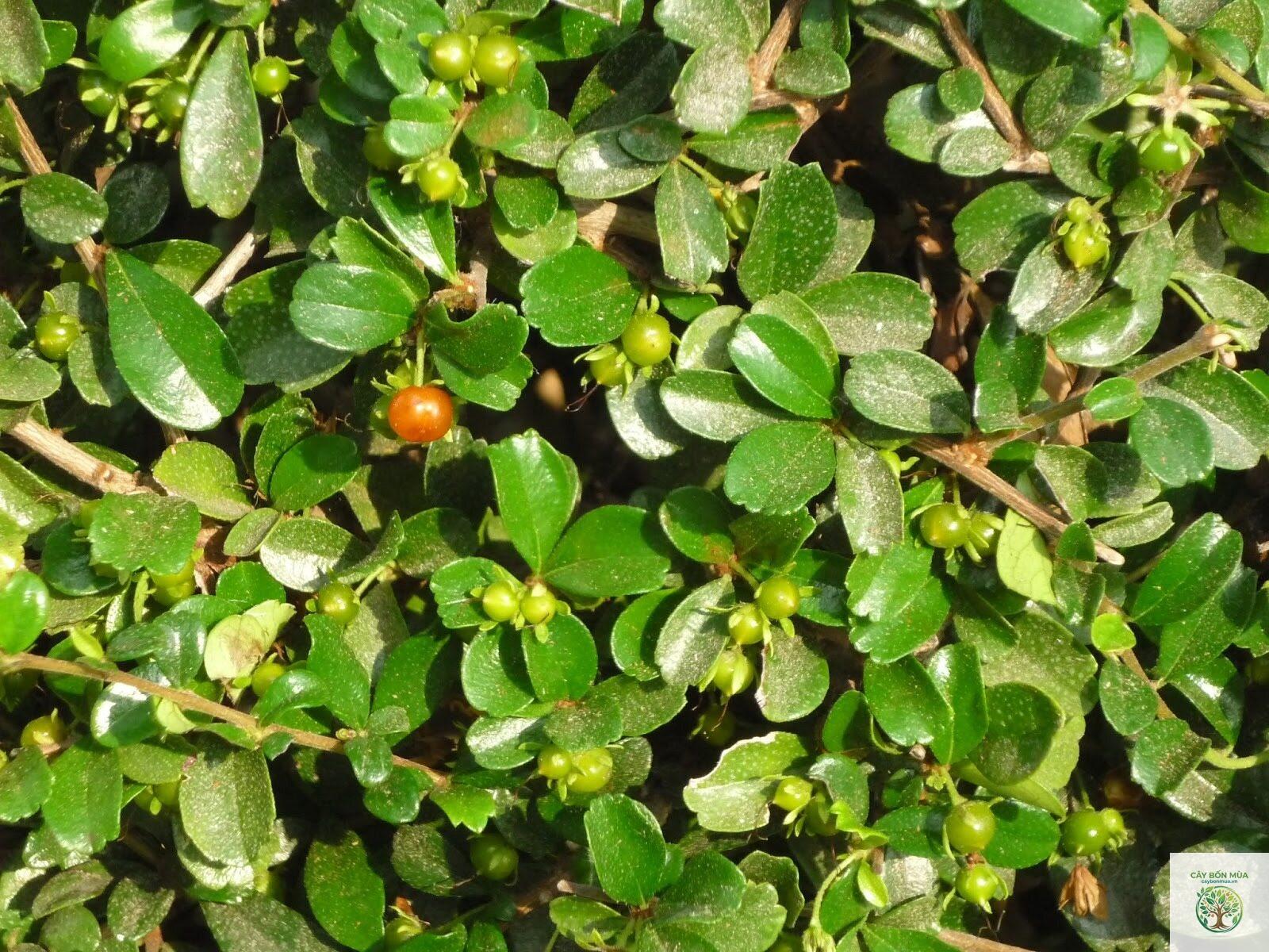 cây bùm sụm - Image 1