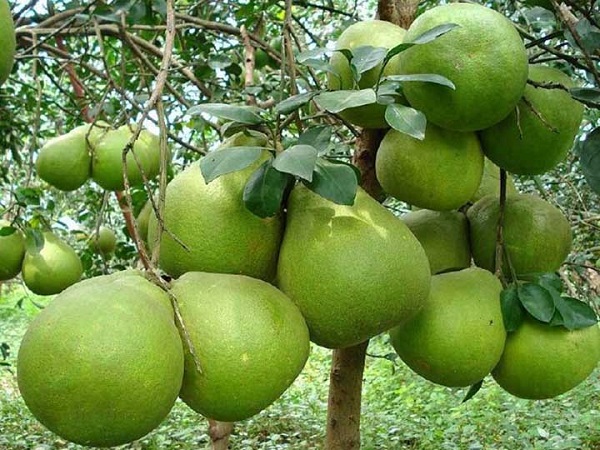 cây bưởi - Image 4