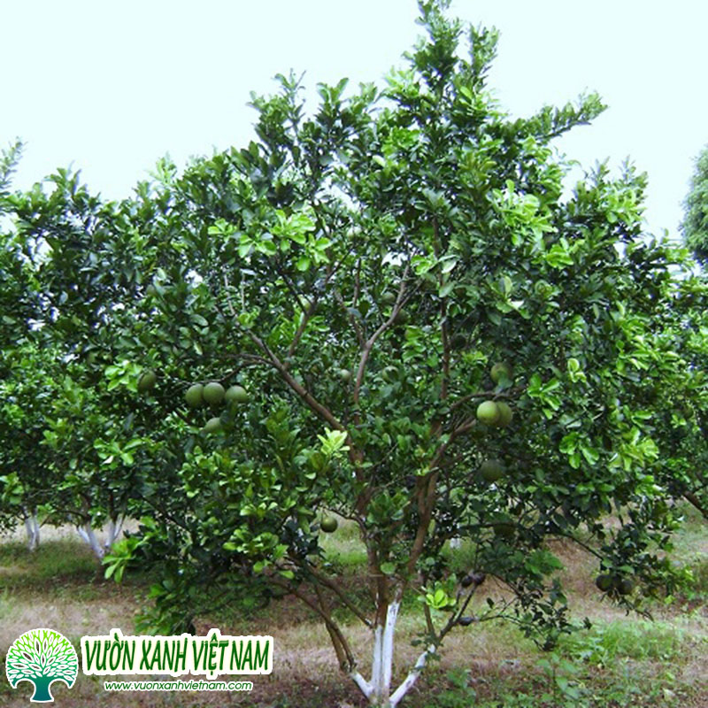 cây bưởi - Image 5