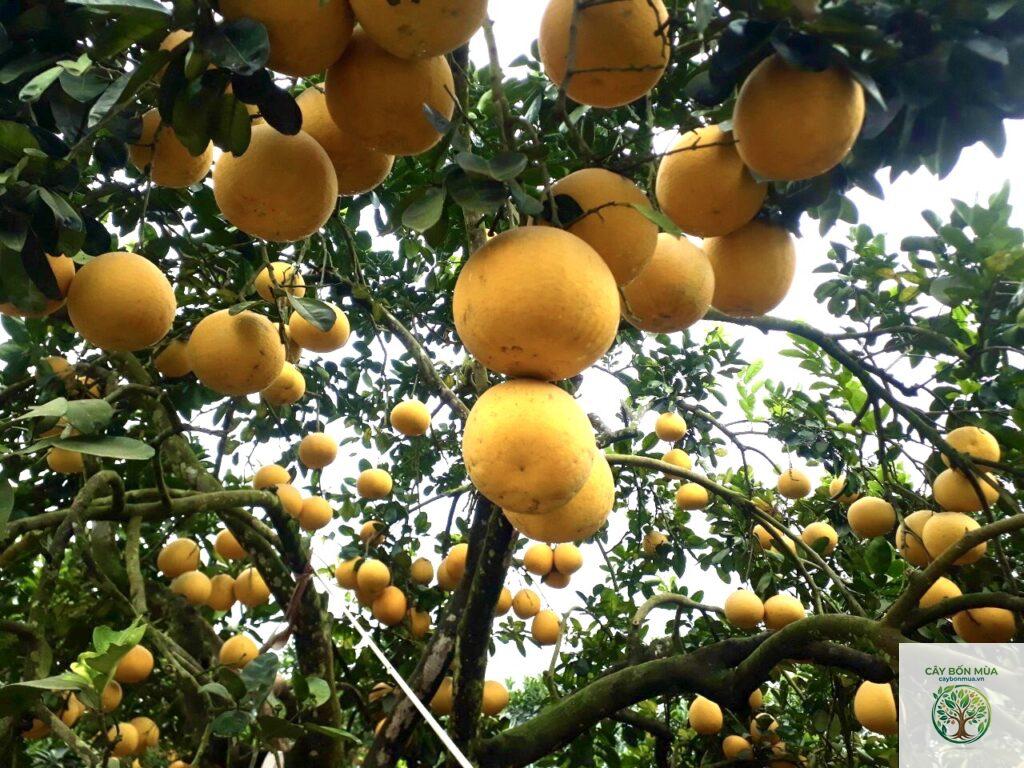 cây bưởi Đoan Hùng