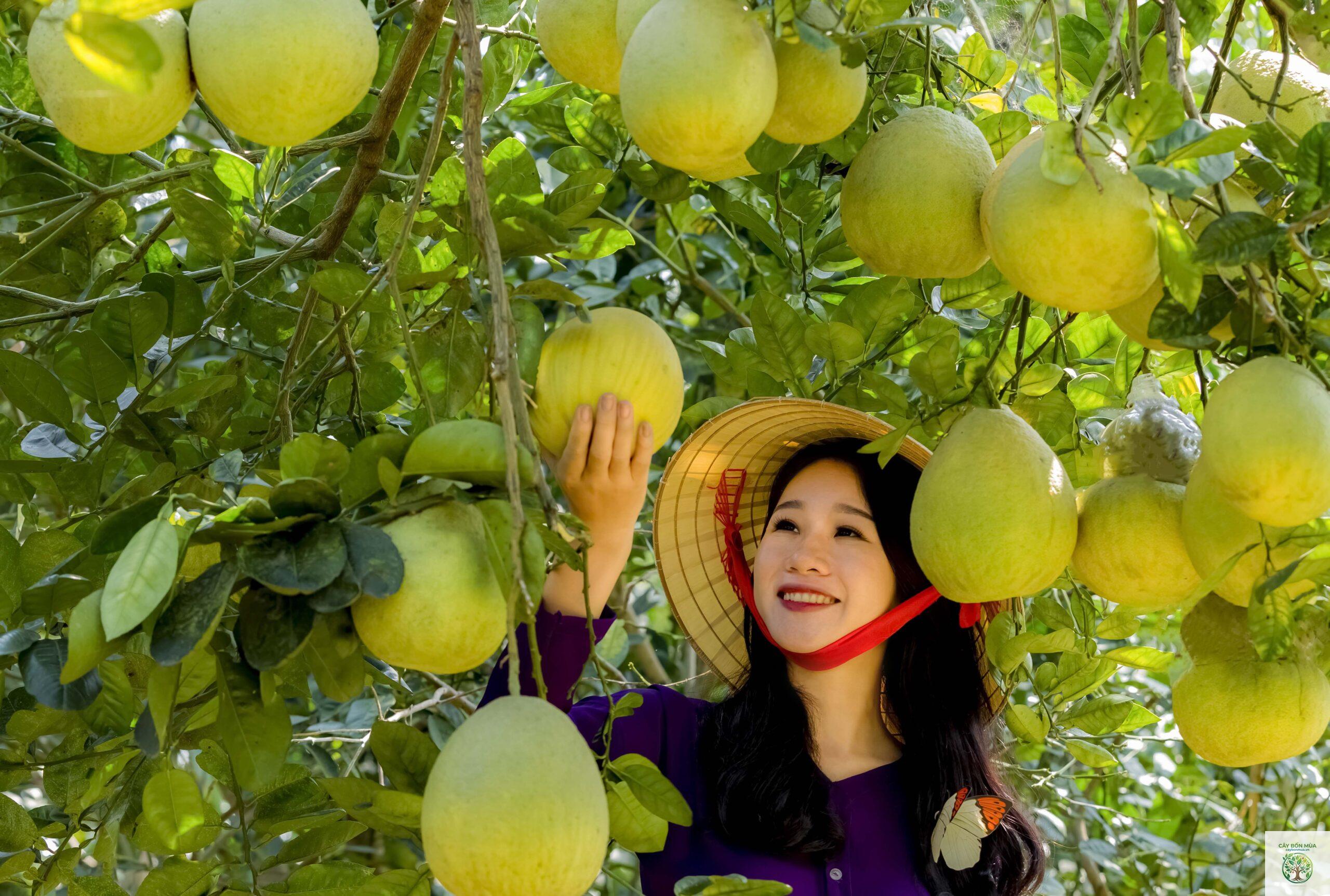 cây bưởi Đoan Hùng - Image 5
