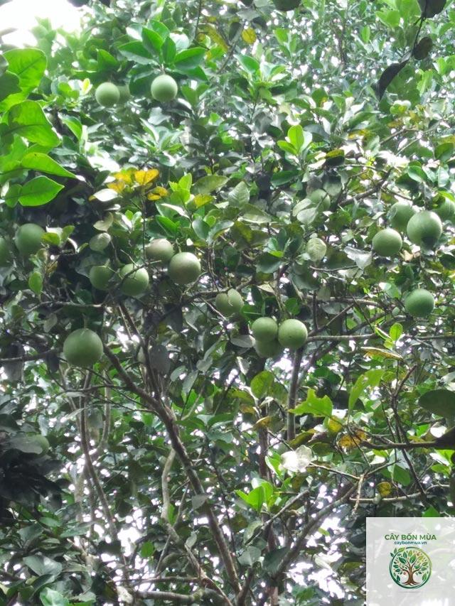 cây bưởi Hoàng