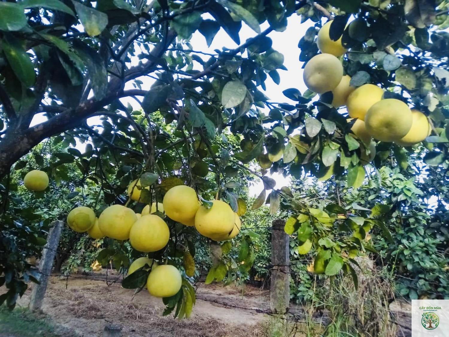 cây bưởi Phúc Trạch - Image 1