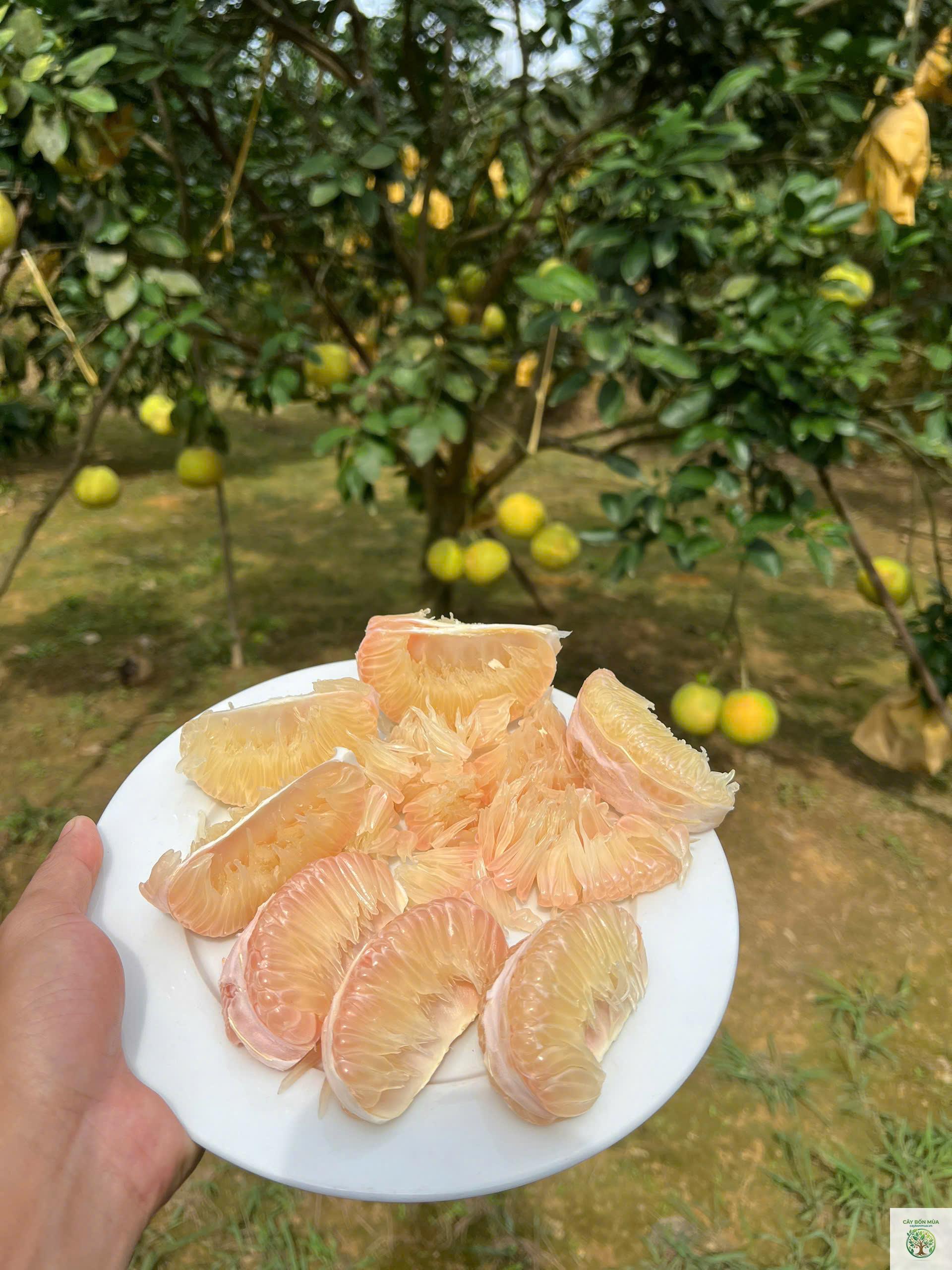 cây bưởi Phúc Trạch - Image 2
