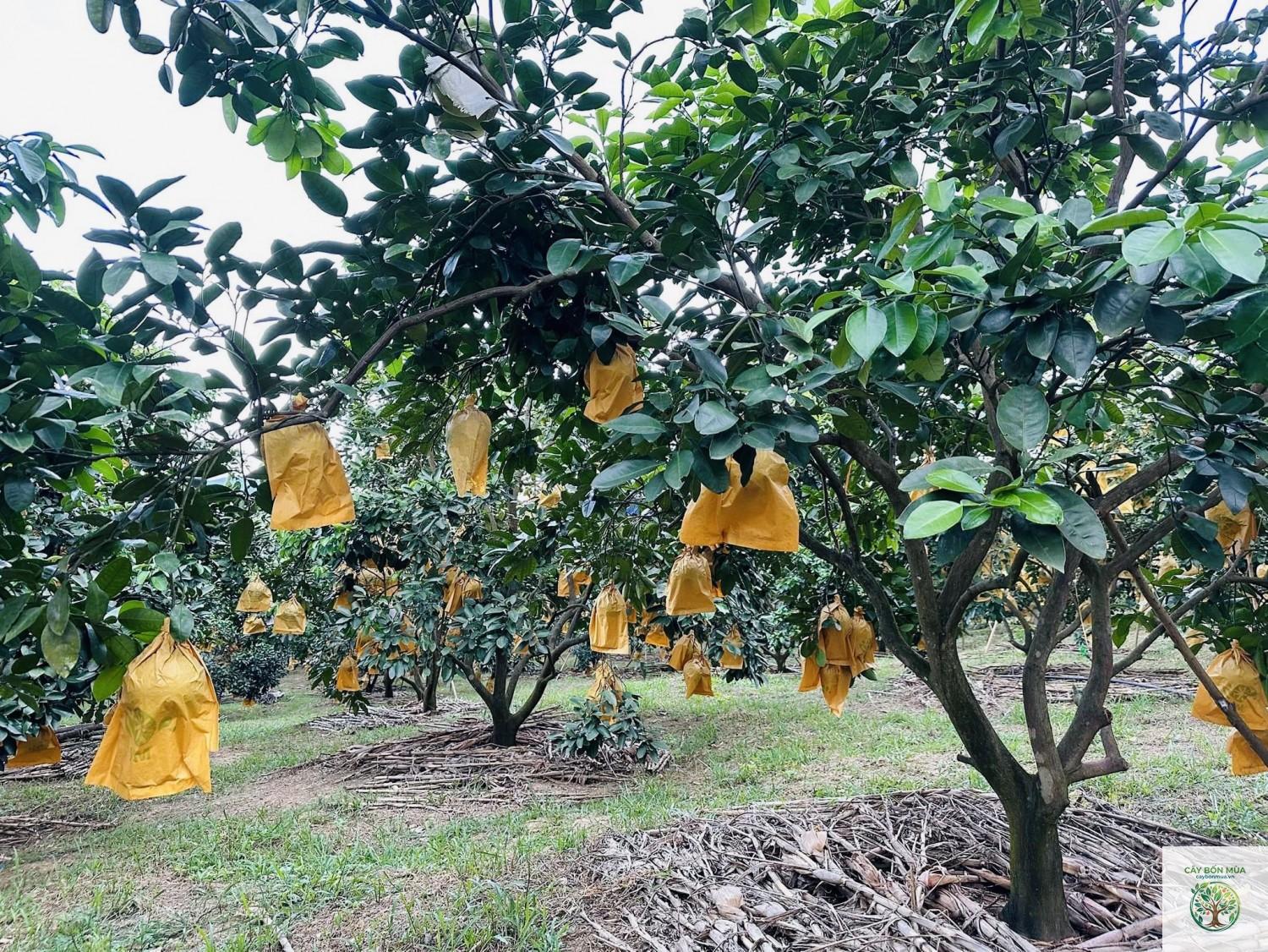 cây bưởi Phúc Trạch - Image 3