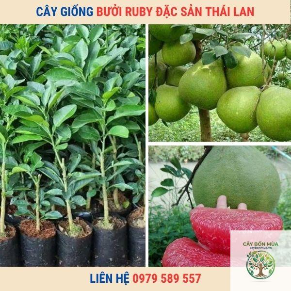 cây bưởi Ruby - Image 5