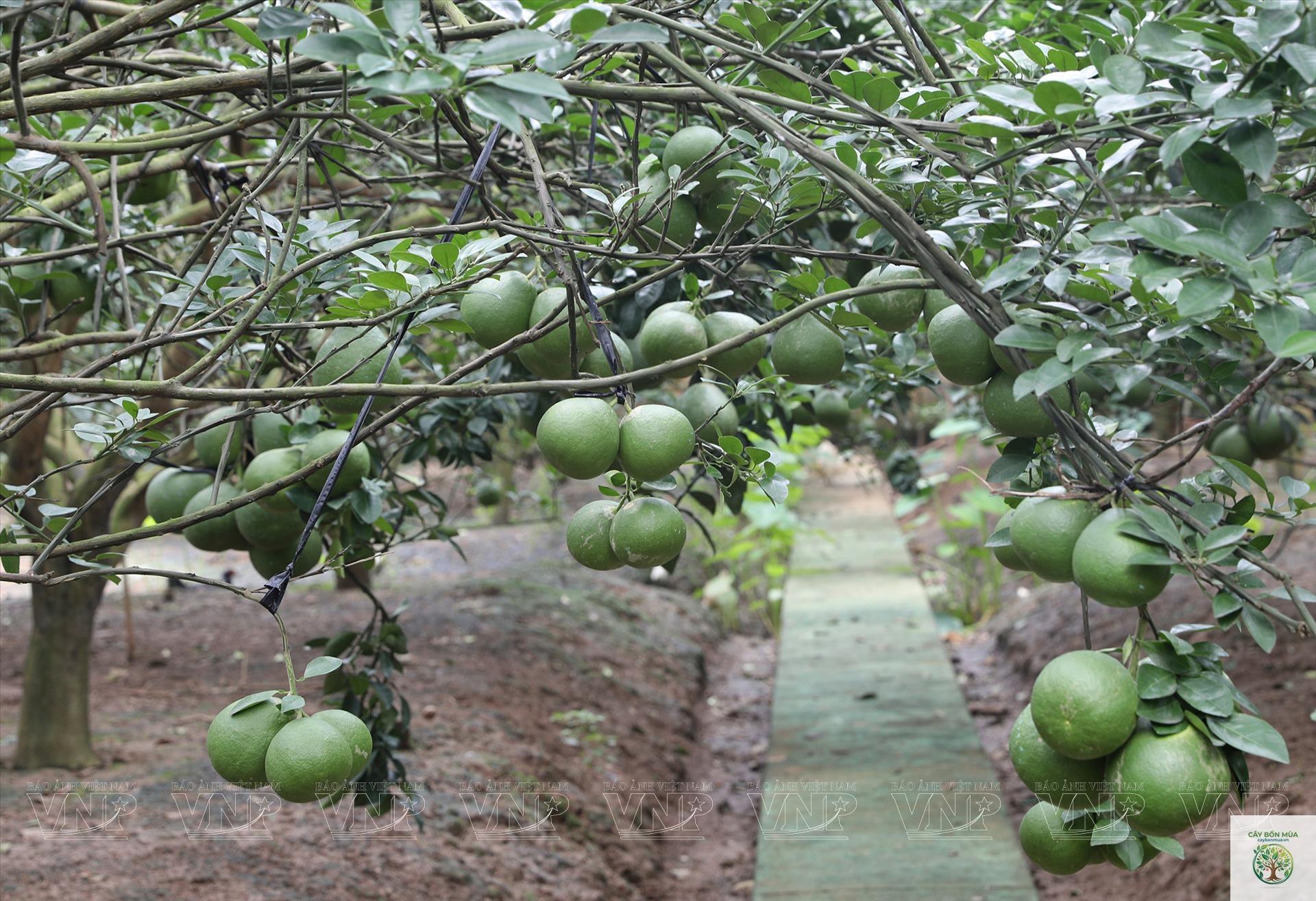 cây bưởi Tân Triều - Image 2