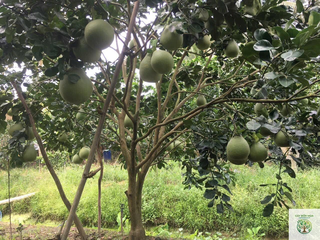 cây bưởi Thái - Image 1