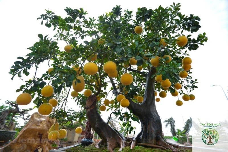 cây bưởi chua