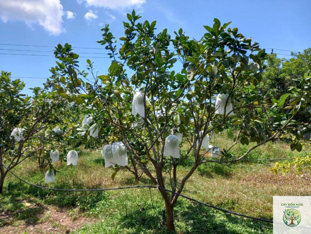cây bưởi da xanh