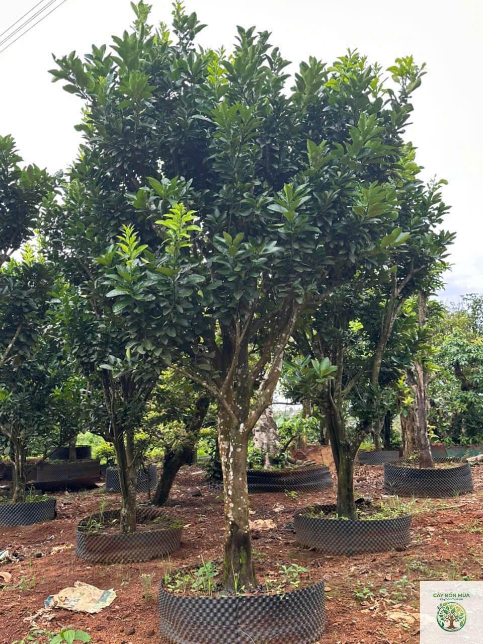 cây bưởi da xanh - Image 2