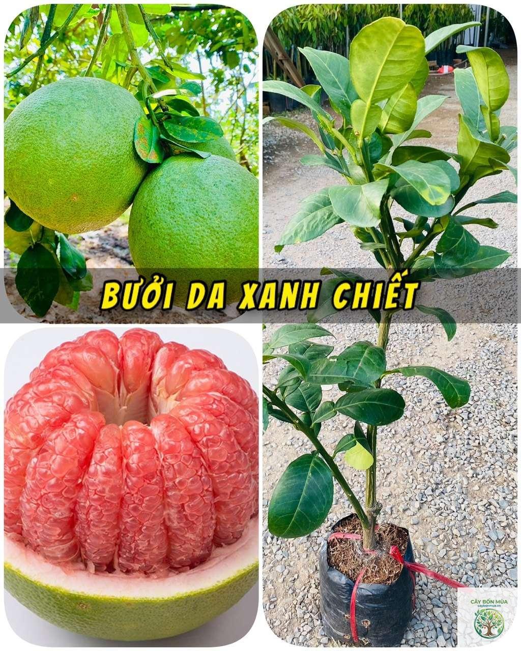 cây bưởi da xanh - Image 3