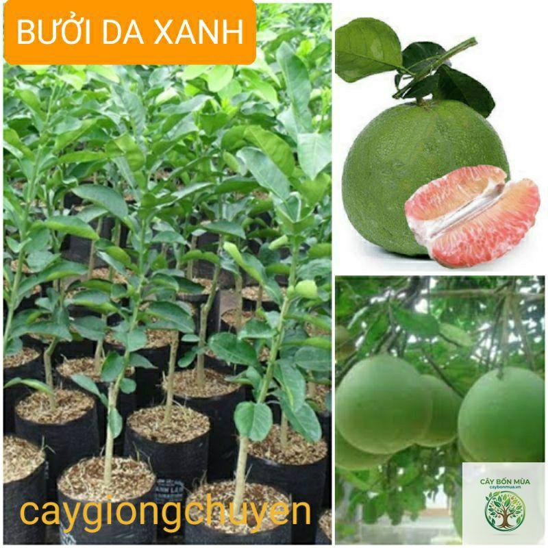 cây bưởi da xanh không hạt - Image 4