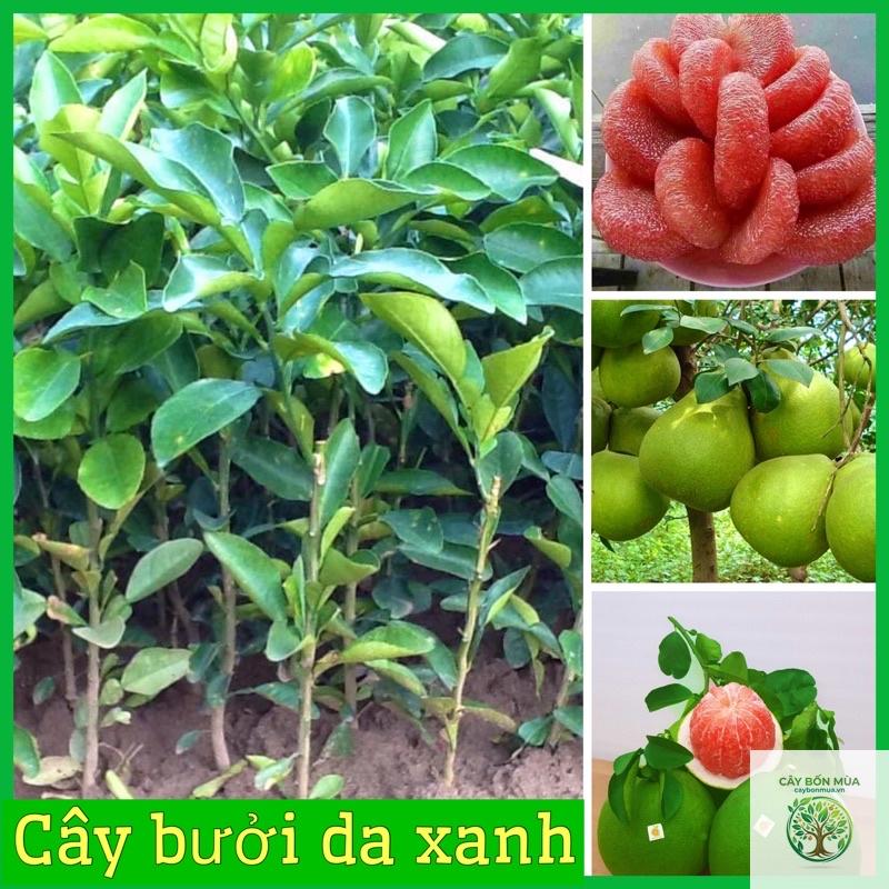 cây bưởi da xanh không hạt - Image 1
