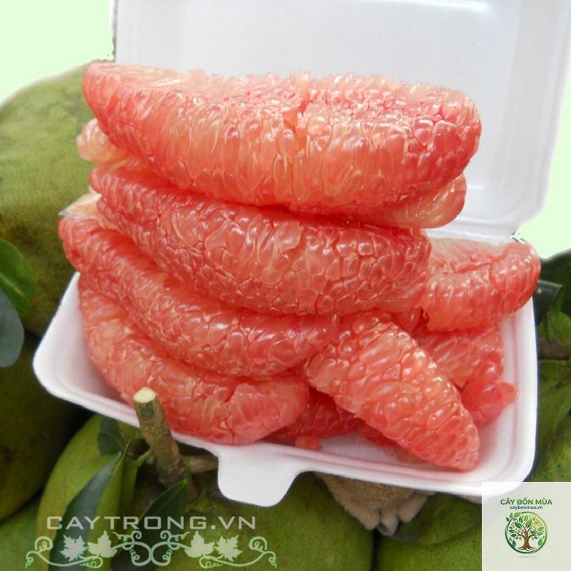 cây bưởi da xanh ruột hồng - Image 3