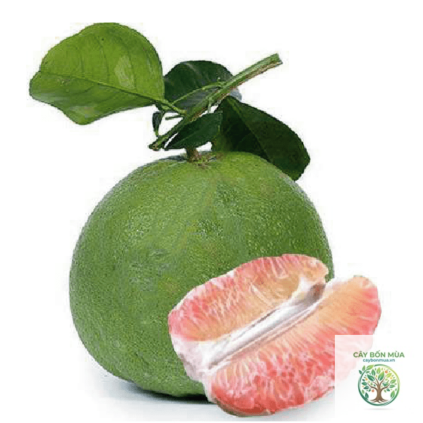 cây bưởi da xanh ruột hồng - Image 4