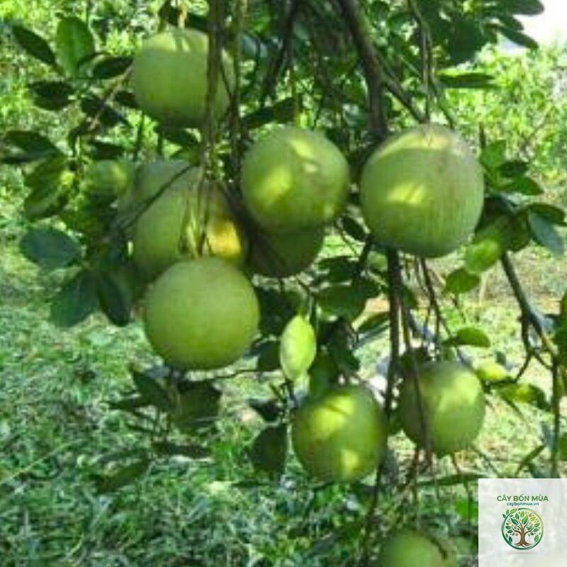 cây bưởi da xanh ruột hồng