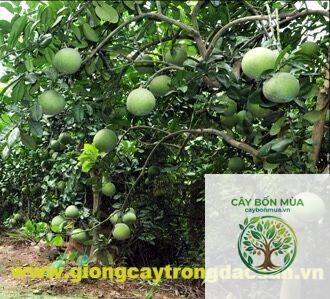 cây bưởi đào - Image 2
