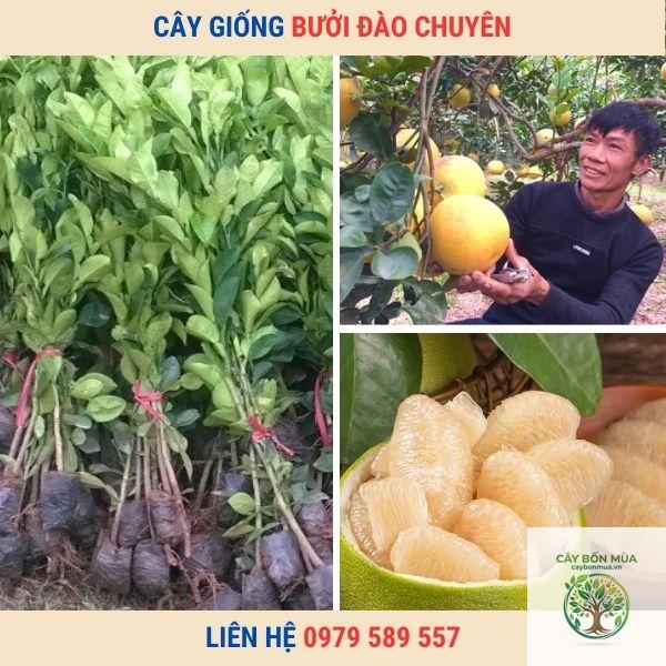 cây bưởi đào - Image 3
