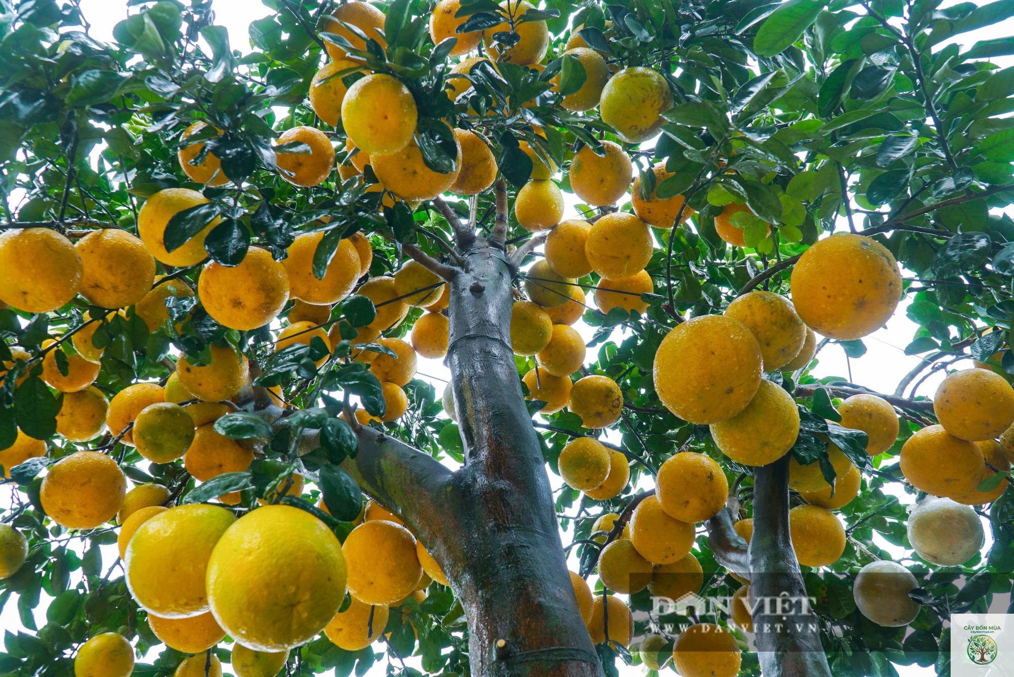 cây bưởi đào - Image 5