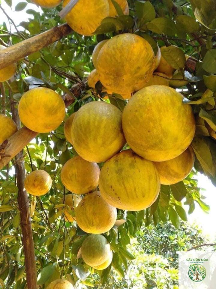 cây bưởi đào