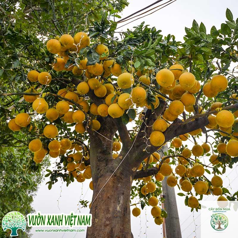 cây bưởi diễn - Image 2