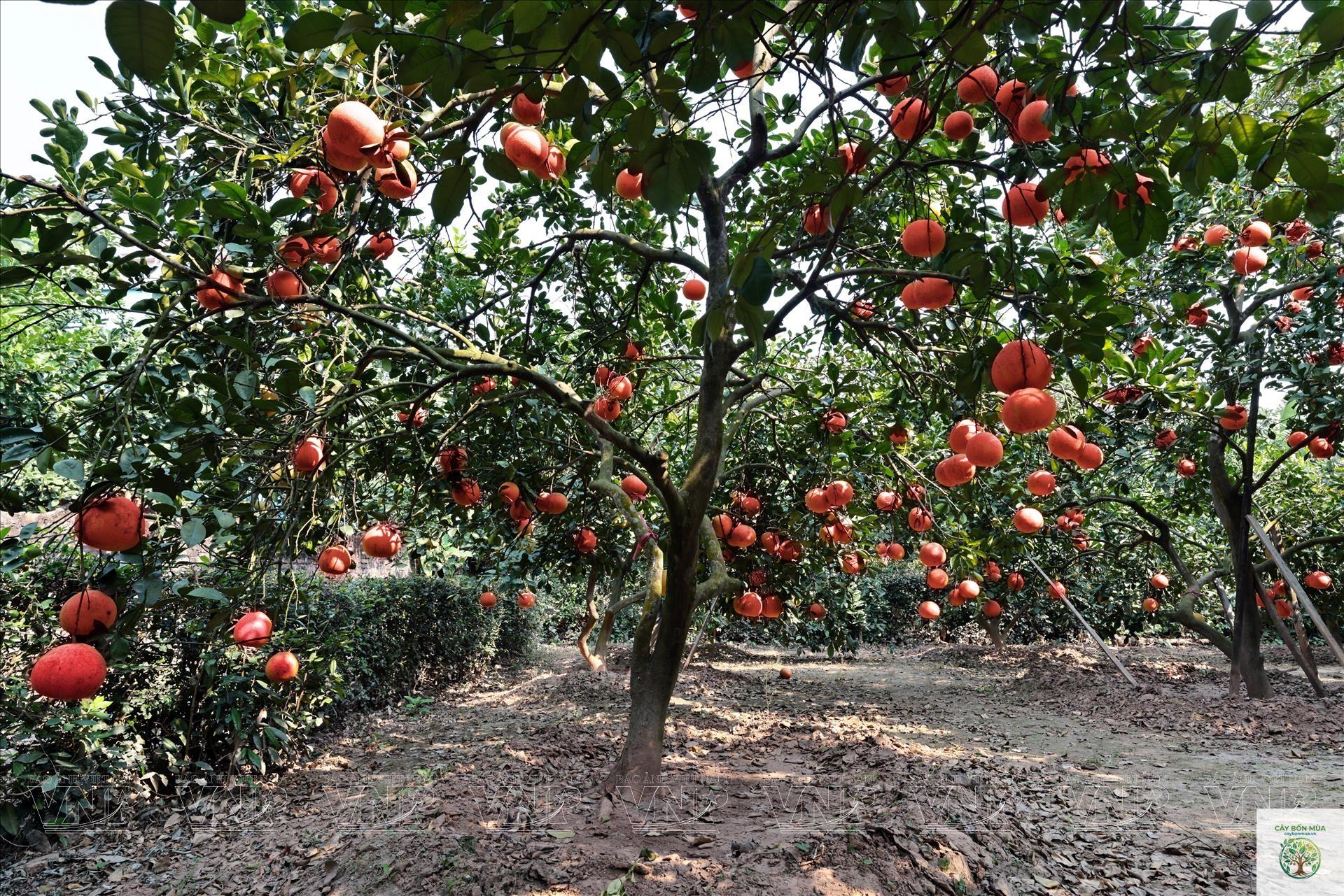 cây bưởi đỏ - Image 5