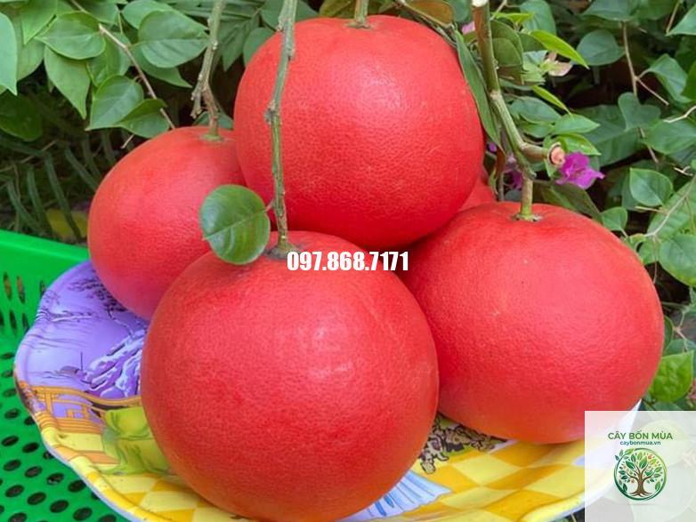 cây bưởi đỏ Luận Văn - Image 4