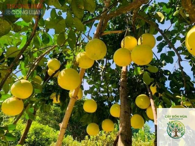 cây bưởi đỏ Phúc Trạch