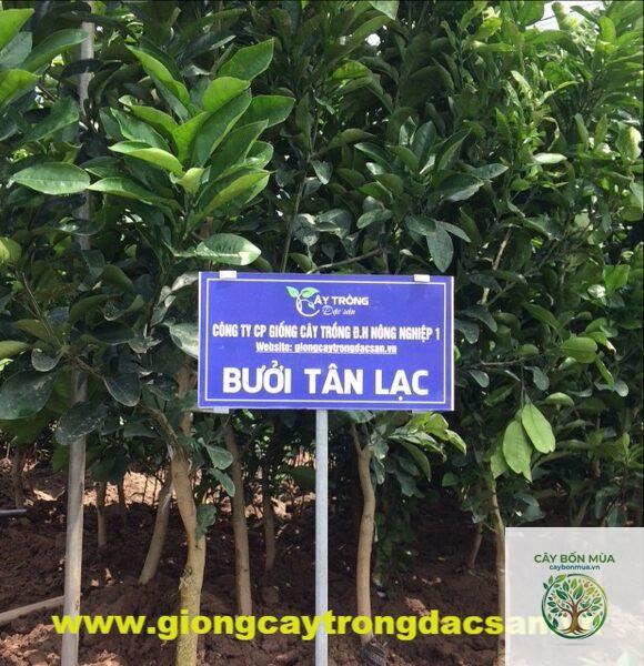 cây bưởi đỏ Tân Lạc - Image 5
