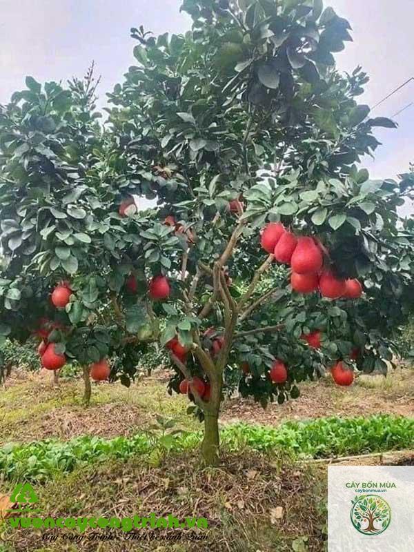 cây bưởi đỏ