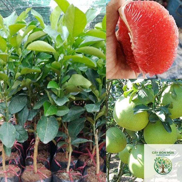 cây bưởi đường - Image 2