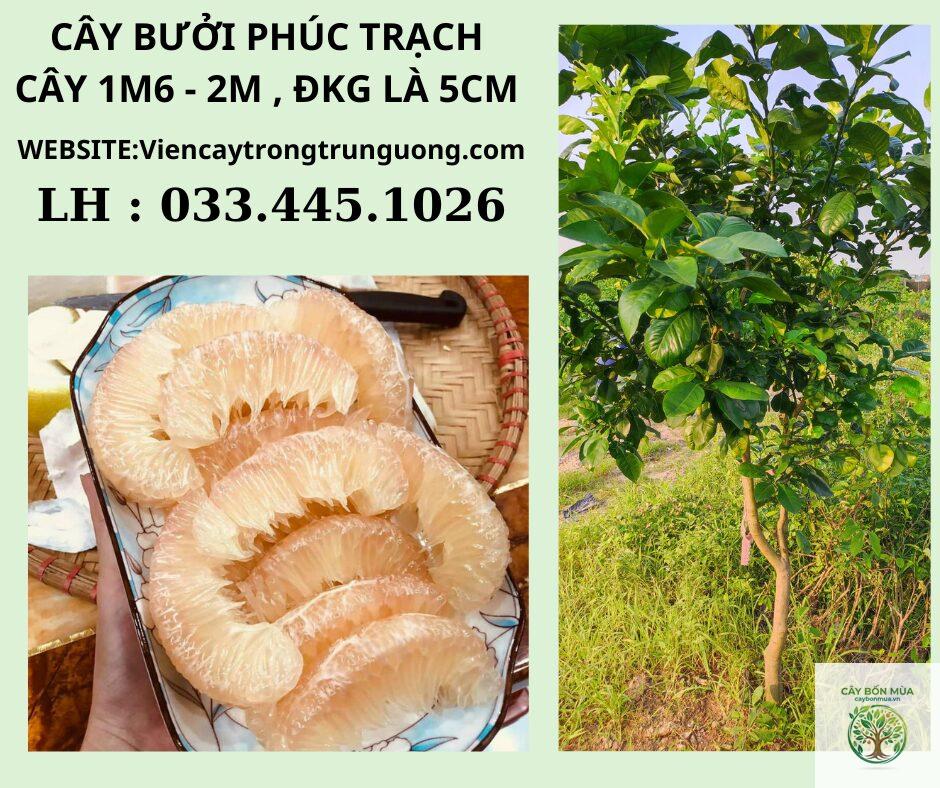 cây bưởi đường Phúc Trạch - Image 4