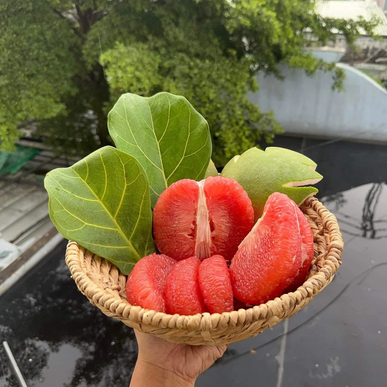 cây bưởi không hạt - Image 5