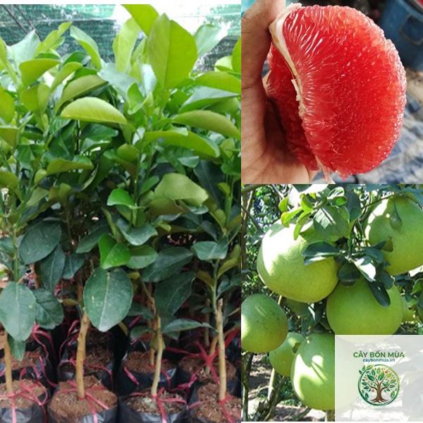 cây bưởi không hạt