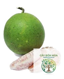 cây bưởi lông Cổ Cò - Image 4
