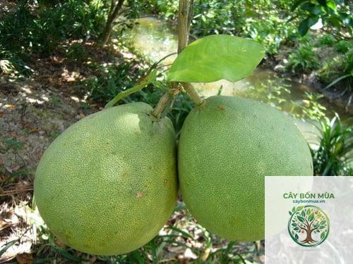 cây bưởi lông