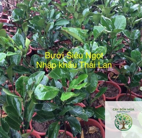 cây bưởi ngọt - Image 3