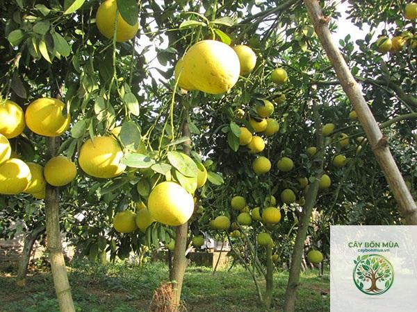 cây bưởi ngọt