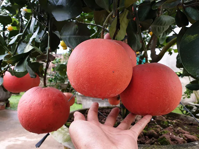 cây bưởi ruột đỏ - Image 2