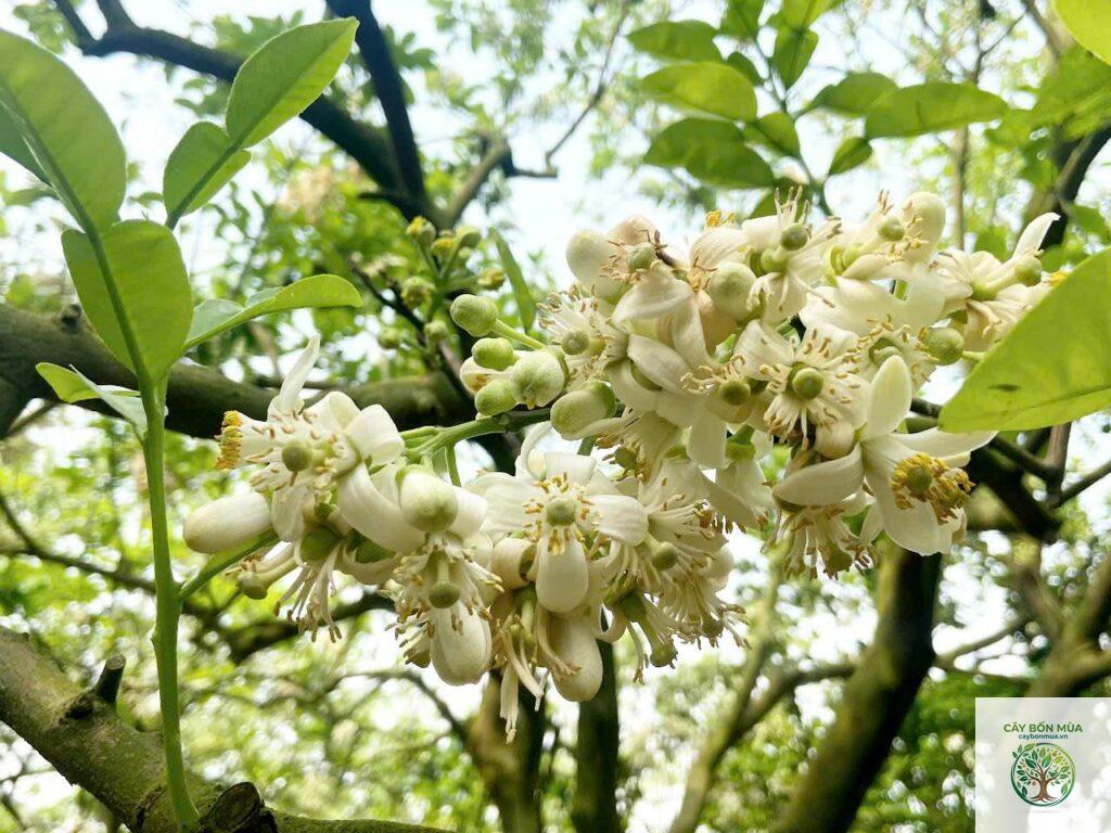cây bưởi trắng