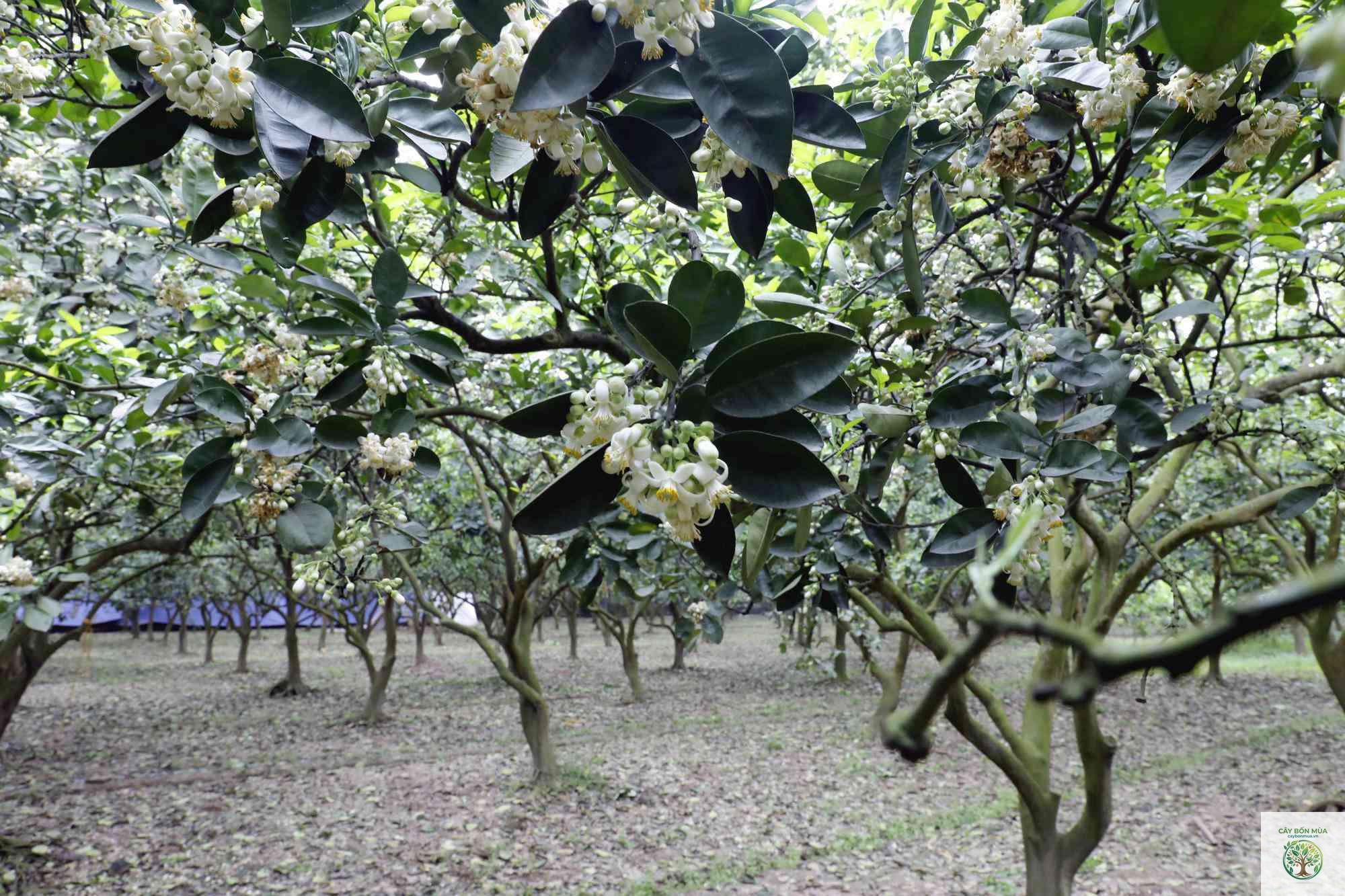 cây bưởi trắng - Image 2